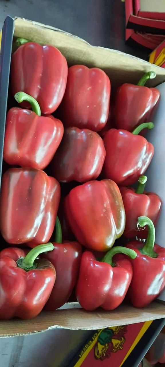 Capsicum Red